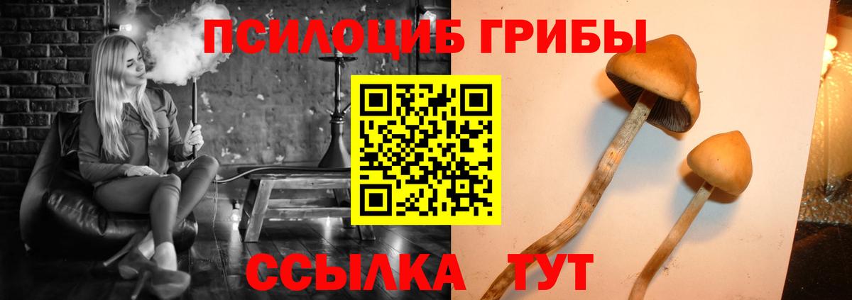 Псилоцибиновые грибы Psilocybine cubensis Краснокаменск